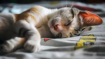 21年黑龍江成人高考專升本考試什么時候報名